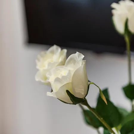 Cozy Center 500mbs Apartment Durres